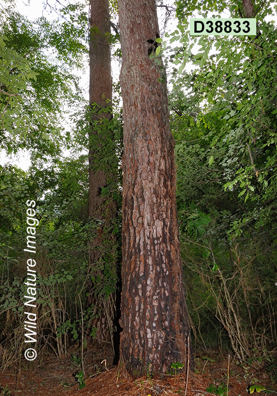 Slash Pine (Pinus elliottii)